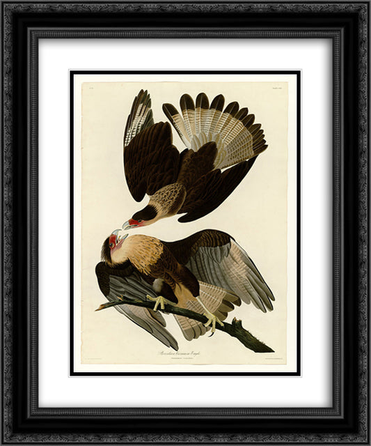 Plate 161 Brasilian Caracara Eagle 20x24 Black Ornate Wood Framed Art Print Poster with Double Matting by Audubon, John James