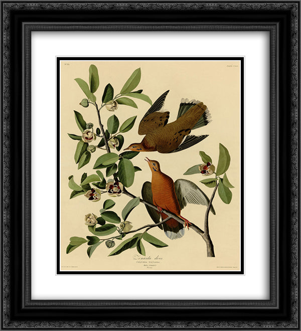 Plate 162 Zenaida Dove 20x22 Black Ornate Wood Framed Art Print Poster with Double Matting by Audubon, John James