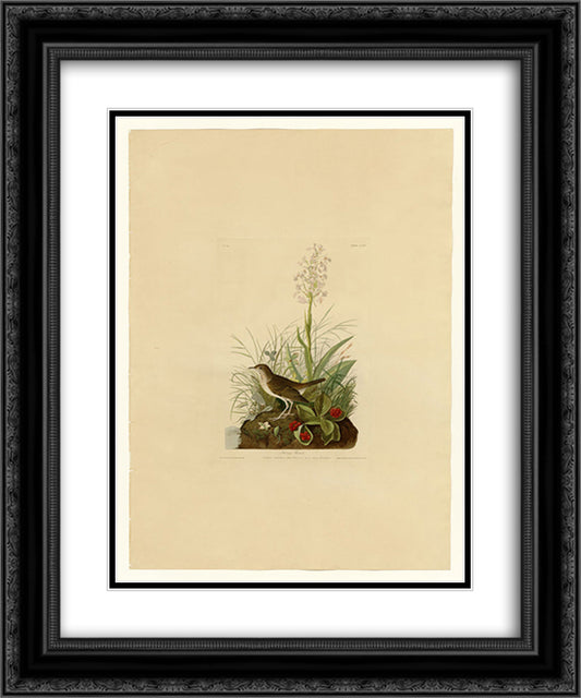 Plate 164 Tawny Thrush 20x24 Black Ornate Wood Framed Art Print Poster with Double Matting by Audubon, John James