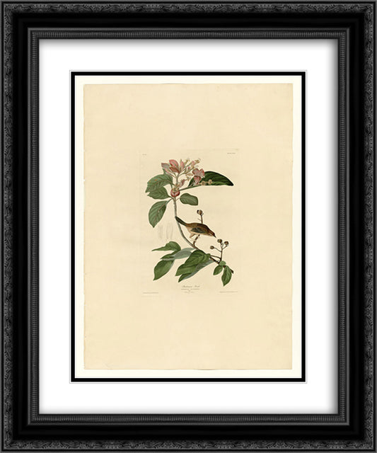 Plate 165 Bachmans Finch 20x24 Black Ornate Wood Framed Art Print Poster with Double Matting by Audubon, John James