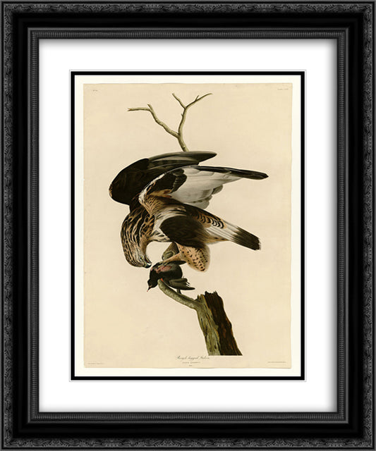 Plate 166 Rough-legged Falcon 20x24 Black Ornate Wood Framed Art Print Poster with Double Matting by Audubon, John James