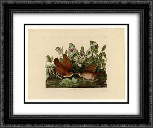 Plate 167 Key-west Dove 24x20 Black Ornate Wood Framed Art Print Poster with Double Matting by Audubon, John James