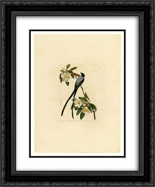 Plate 168 Fork-tailed Flycatcher 20x24 Black Ornate Wood Framed Art Print Poster with Double Matting by Audubon, John James