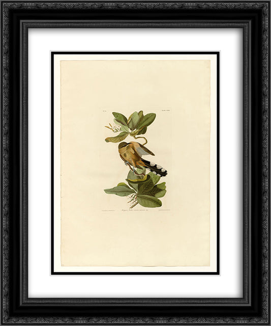 Plate 169 Mangrove Cuckoo 20x24 Black Ornate Wood Framed Art Print Poster with Double Matting by Audubon, John James