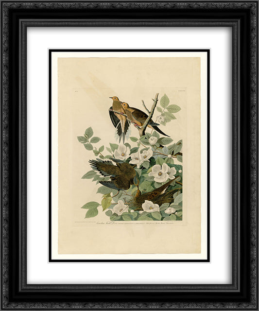 Plate 17. Carolina Turtle Dove 20x24 Black Ornate Wood Framed Art Print Poster with Double Matting by Audubon, John James