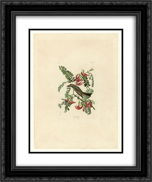 Plate 170 Gray Tyrant 20x24 Black Ornate Wood Framed Art Print Poster with Double Matting by Audubon, John James