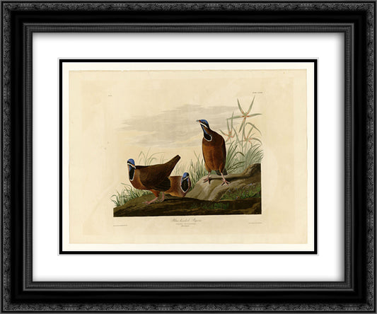 Plate 172 Blue-headed Pigeon 24x20 Black Ornate Wood Framed Art Print Poster with Double Matting by Audubon, John James