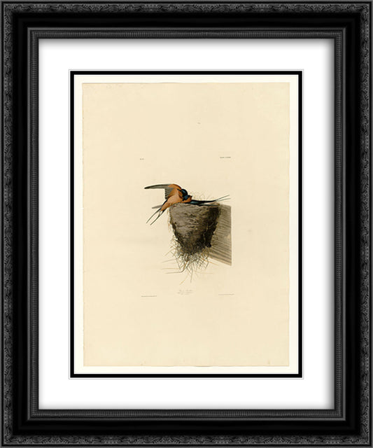 Plate 173 Barn Swallow 20x24 Black Ornate Wood Framed Art Print Poster with Double Matting by Audubon, John James