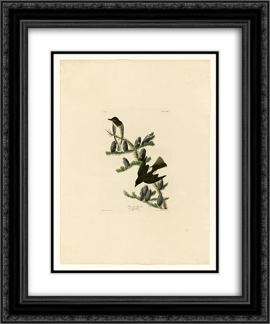 Plate 174 Olive sided Flycatcher 20x24 Black Ornate Wood Framed Art Print Poster with Double Matting by Audubon, John James