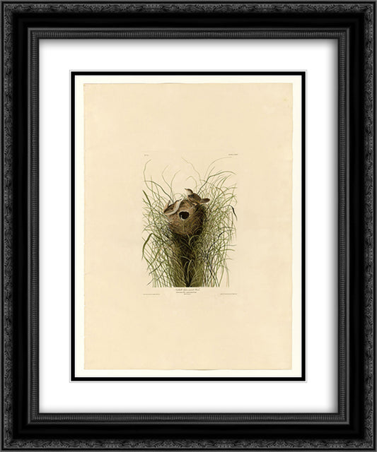 Plate 175 Nuttall's lesser-marsh Wren 20x24 Black Ornate Wood Framed Art Print Poster with Double Matting by Audubon, John James