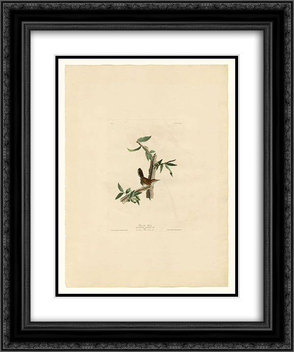 Plate 18. Bewick's Wren 20x24 Black Ornate Wood Framed Art Print Poster with Double Matting by Audubon, John James