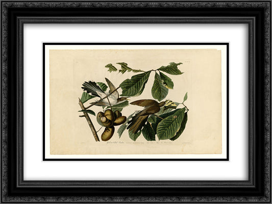 Plate 2. Yellow-billed Cuckoo 24x18 Black Ornate Wood Framed Art Print Poster with Double Matting by Audubon, John James