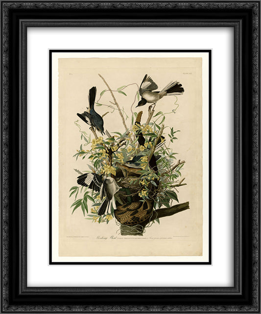 Plate 21. Mocking Bird 20x24 Black Ornate Wood Framed Art Print Poster with Double Matting by Audubon, John James