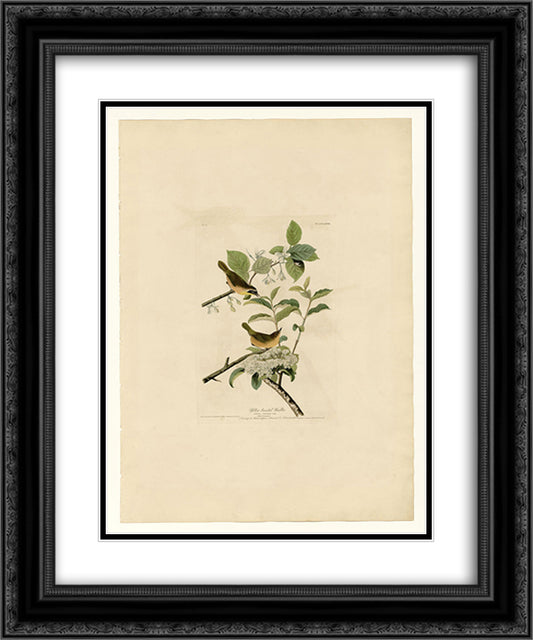 Plate 23. Yellow-breasted Warbler 20x24 Black Ornate Wood Framed Art Print Poster with Double Matting by Audubon, John James