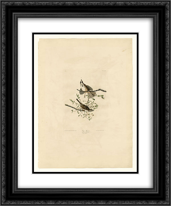 Plate 25. Song Sparrow 20x24 Black Ornate Wood Framed Art Print Poster with Double Matting by Audubon, John James