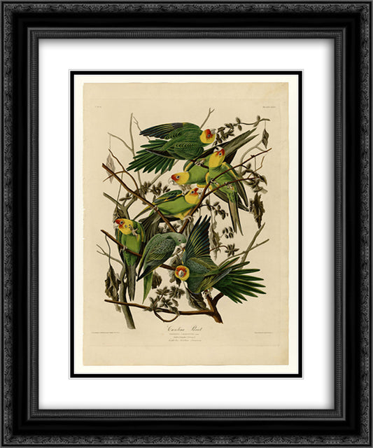 Plate 26. Carolina Parrot 20x24 Black Ornate Wood Framed Art Print Poster with Double Matting by Audubon, John James