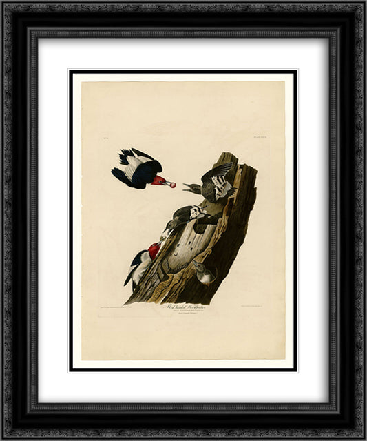 Plate 27. Red headed Woodpecker 20x24 Black Ornate Wood Framed Art Print Poster with Double Matting by Audubon, John James