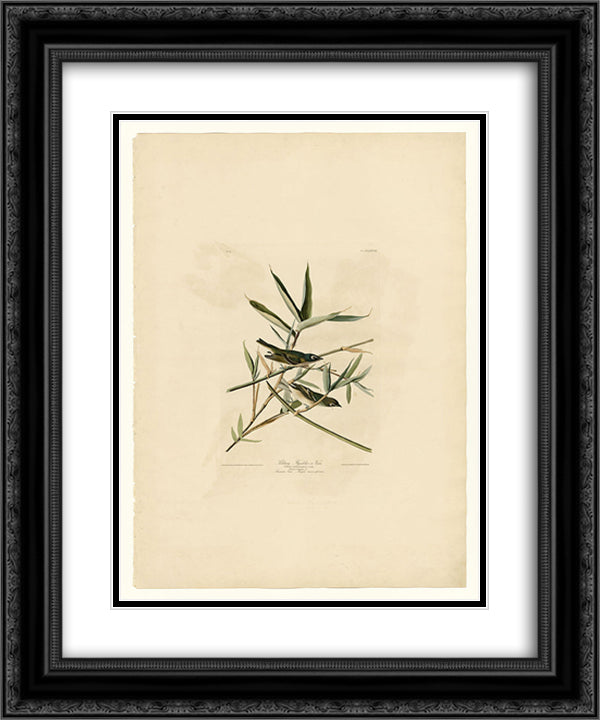 Plate 28. Solitary Flycatcher or Vireo 20x24 Black Ornate Wood Framed Art Print Poster with Double Matting by Audubon, John James