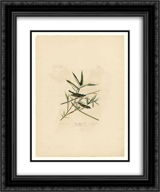 Plate 28. Solitary Flycatcher or Vireo 20x24 Black Ornate Wood Framed Art Print Poster with Double Matting by Audubon, John James