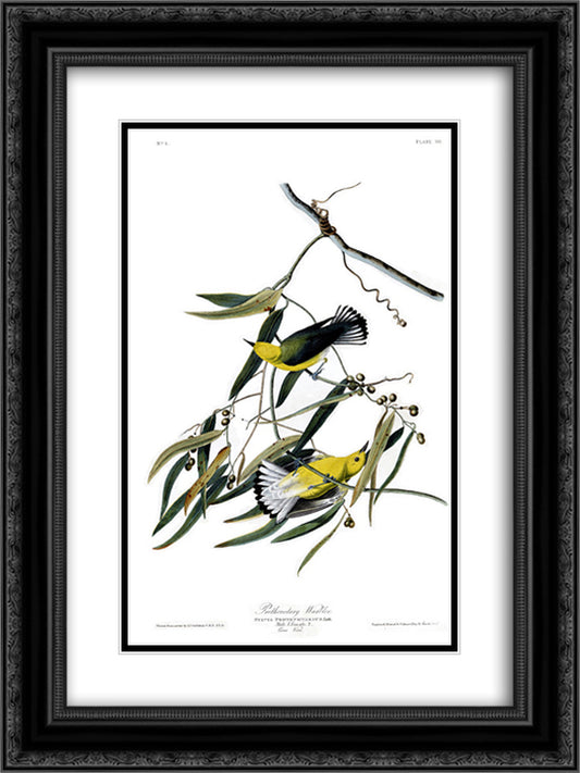 Plate 3. Prothonotary Warbler 18x24 Black Ornate Wood Framed Art Print Poster with Double Matting by Audubon, John James