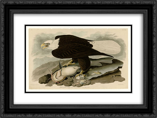 Plate 31. White-headed Eagle 24x18 Black Ornate Wood Framed Art Print Poster with Double Matting by Audubon, John James