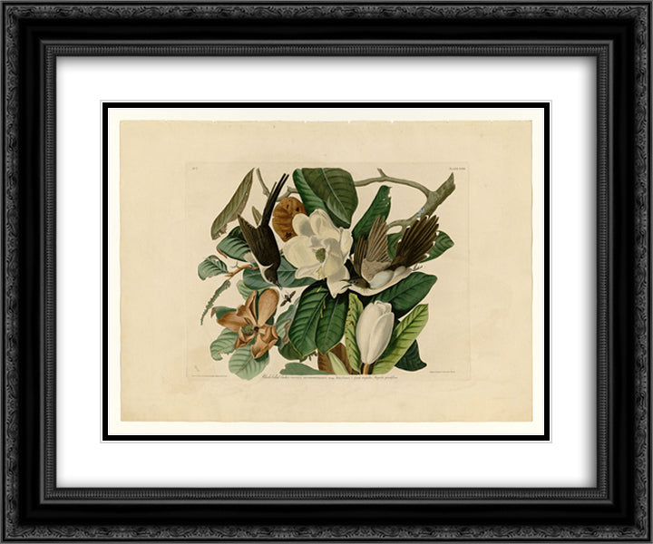 Plate 32. Black-billed Cuckoo 24x20 Black Ornate Wood Framed Art Print Poster with Double Matting by Audubon, John James