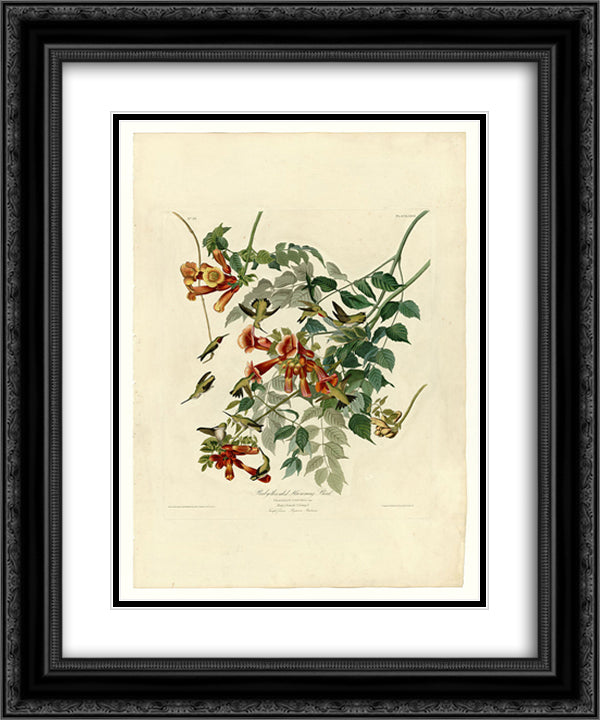 Plate 47. Ruby-throated Humming Bird 20x24 Black Ornate Wood Framed Art Print Poster with Double Matting by Audubon, John James