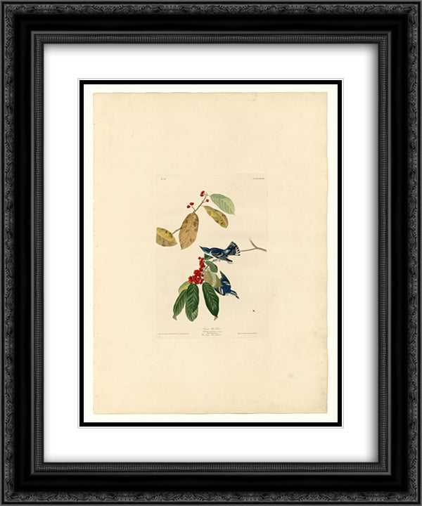 Plate 48. Azure Warbler 20x24 Black Ornate Wood Framed Art Print Poster with Double Matting by Audubon, John James
