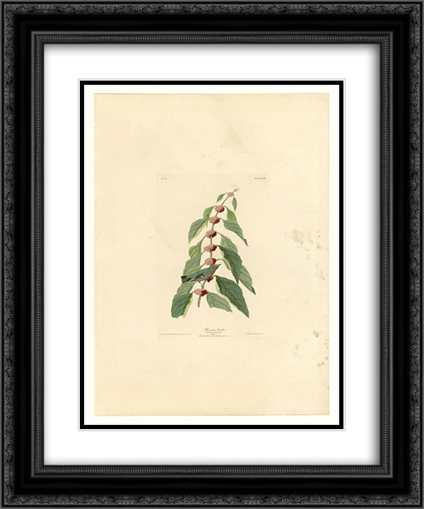 Plate 49. Blue-green Warbler 20x24 Black Ornate Wood Framed Art Print Poster with Double Matting by Audubon, John James