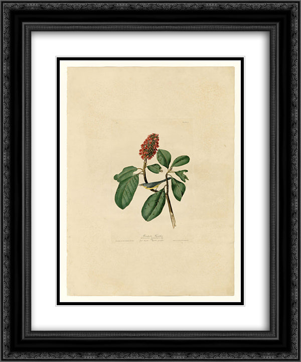 Plate 5. Bonaparte's Flycatcher 20x24 Black Ornate Wood Framed Art Print Poster with Double Matting by Audubon, John James