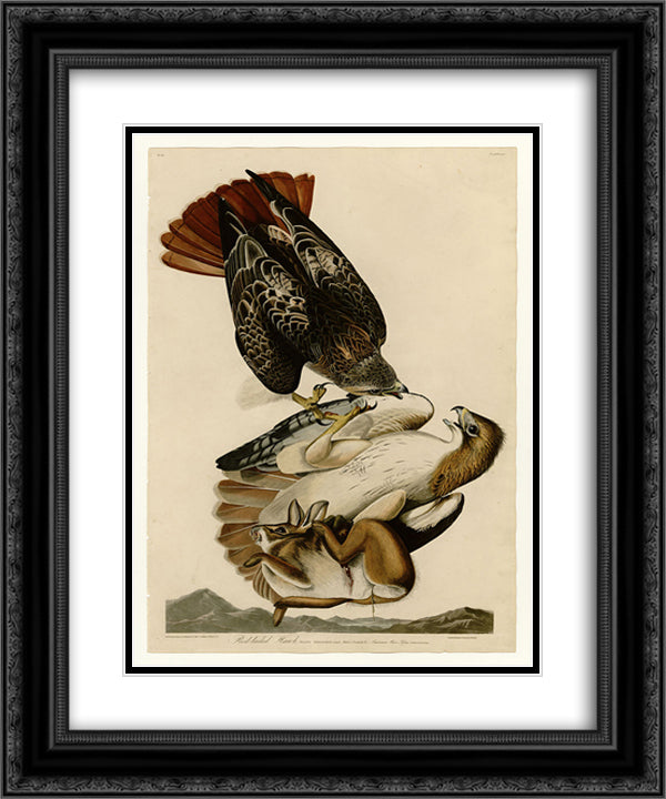 Plate 51. Red-tailed Hawk 20x24 Black Ornate Wood Framed Art Print Poster with Double Matting by Audubon, John James