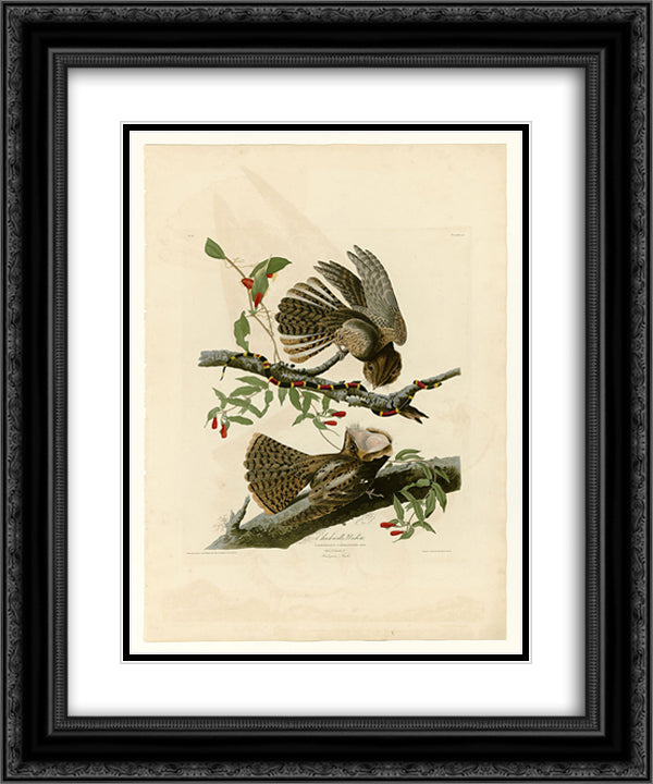 Plate 52. Chuck-will's Widow 20x24 Black Ornate Wood Framed Art Print Poster with Double Matting by Audubon, John James