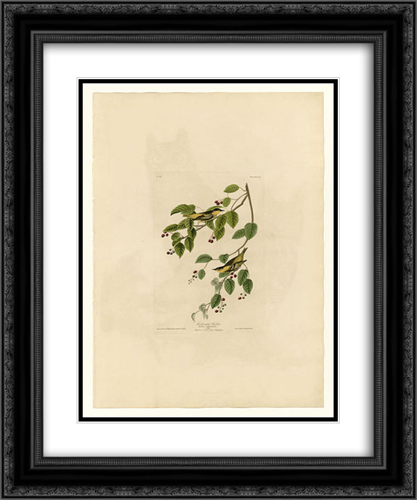 Plate 60. Carbonated Warbler 20x24 Black Ornate Wood Framed Art Print Poster with Double Matting by Audubon, John James