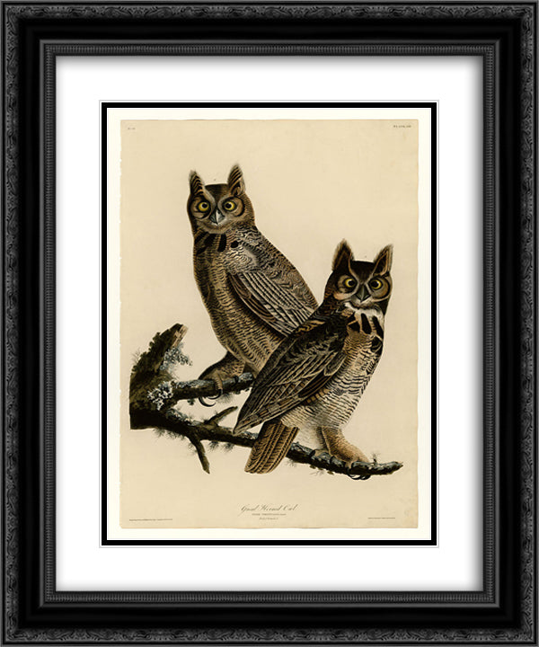 Plate 61. Great Horned Owl 20x24 Black Ornate Wood Framed Art Print Poster with Double Matting by Audubon, John James
