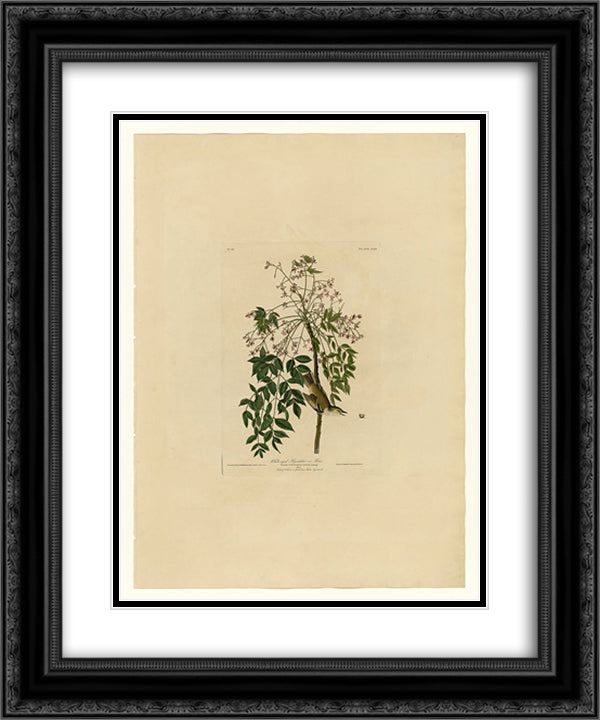 Plate 63 White-eyed Flycatcher or Vireo 20x24 Black Ornate Wood Framed Art Print Poster with Double Matting by Audubon, John James