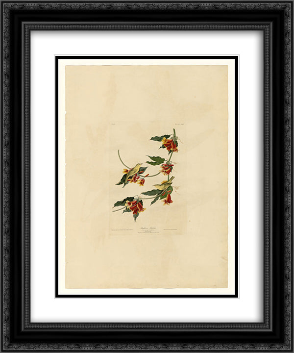 Plate 65 Rathbone Warbler 20x24 Black Ornate Wood Framed Art Print Poster with Double Matting by Audubon, John James