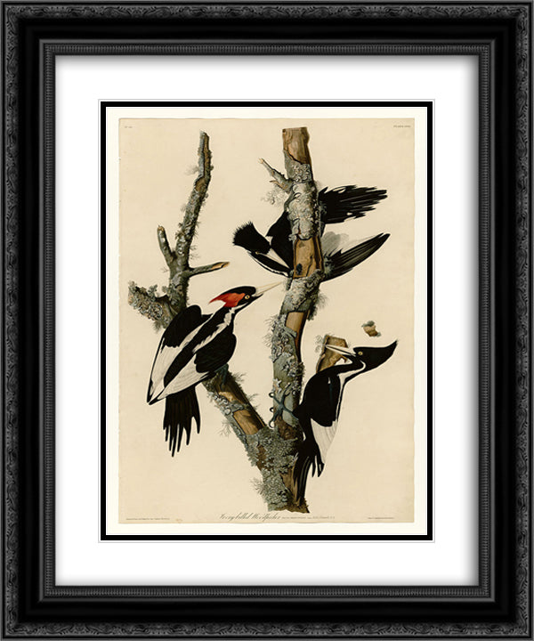 Plate 66 Ivory-billed Woodpecker 20x24 Black Ornate Wood Framed Art Print Poster with Double Matting by Audubon, John James