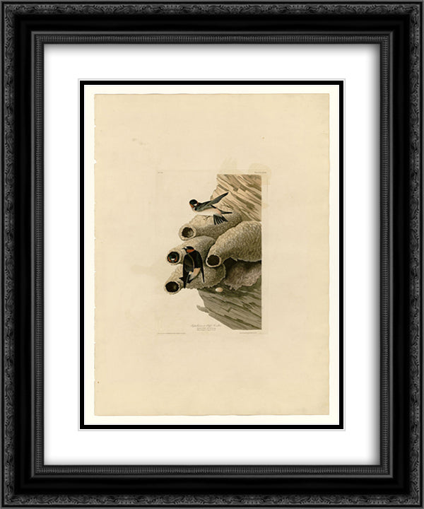 Plate 68 Republican or Cliff Swallow 20x24 Black Ornate Wood Framed Art Print Poster with Double Matting by Audubon, John James