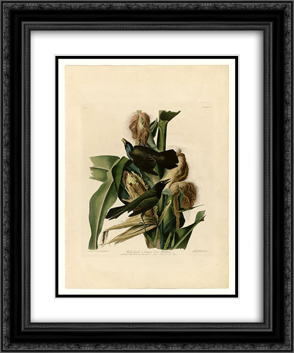Plate 7. Purple Grakle or Common Crow Blackbird 20x24 Black Ornate Wood Framed Art Print Poster with Double Matting by Audubon, John James