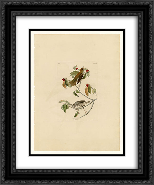 Plate 73 Wood Thrush 20x24 Black Ornate Wood Framed Art Print Poster with Double Matting by Audubon, John James