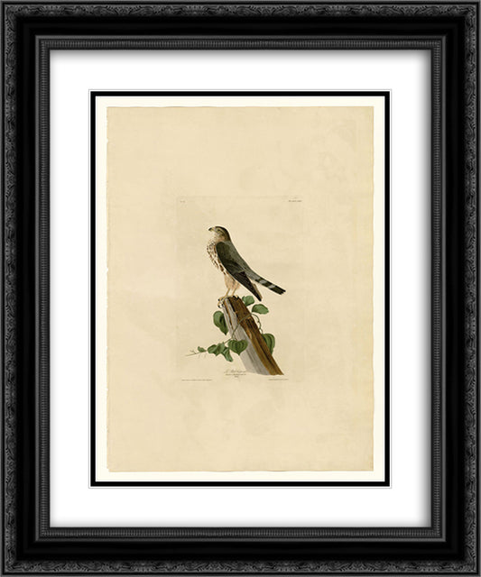 Plate 75 Le Petit Caporal 20x24 Black Ornate Wood Framed Art Print Poster with Double Matting by Audubon, John James