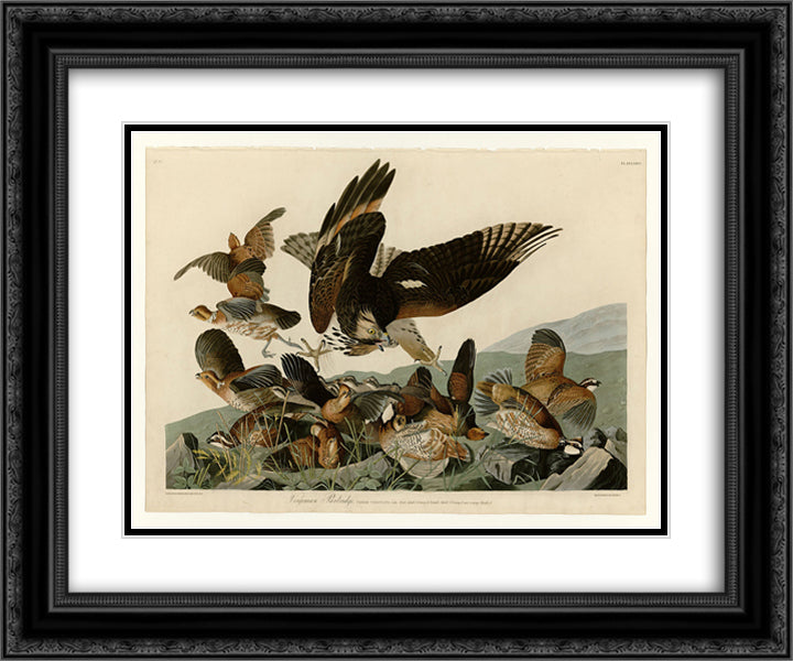 Plate 76 Virginian Partridge 24x20 Black Ornate Wood Framed Art Print Poster with Double Matting by Audubon, John James