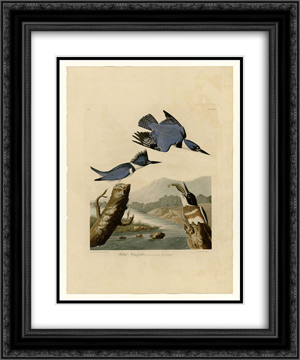 Plate 77 Belted Kingfisher 20x24 Black Ornate Wood Framed Art Print Poster with Double Matting by Audubon, John James