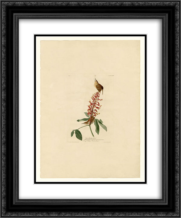 Plate 78 Great Carolina Wren 20x24 Black Ornate Wood Framed Art Print Poster with Double Matting by Audubon, John James