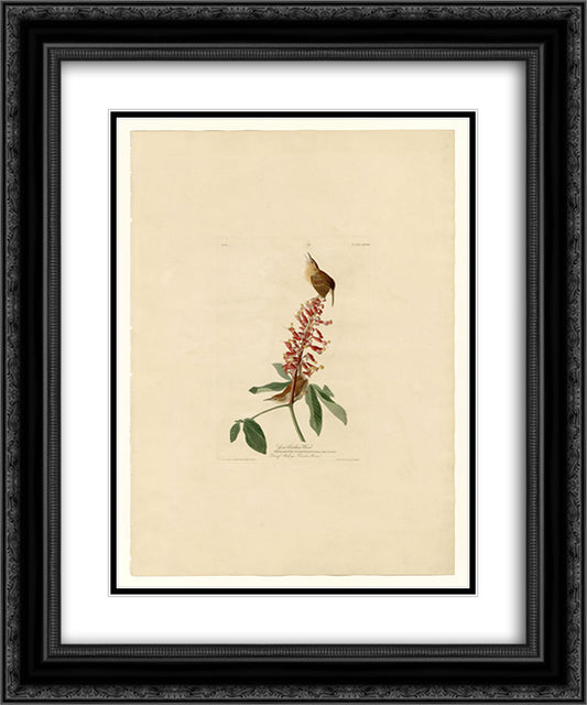 Plate 78 Great Carolina Wren 20x24 Black Ornate Wood Framed Art Print Poster with Double Matting by Audubon, John James