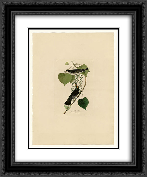 Plate 79 Tyrant Fly-catcher 20x24 Black Ornate Wood Framed Art Print Poster with Double Matting by Audubon, John James