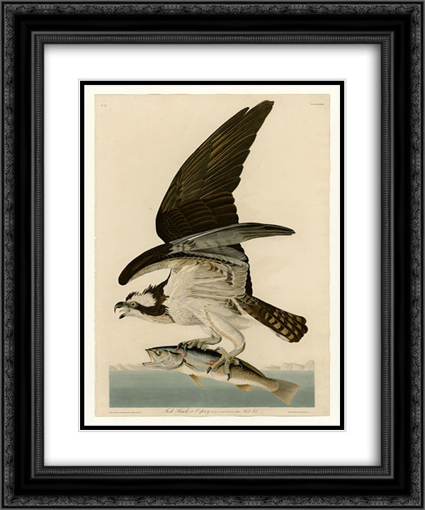 Plate 81 Fish Hawk or Osprey 20x24 Black Ornate Wood Framed Art Print Poster with Double Matting by Audubon, John James
