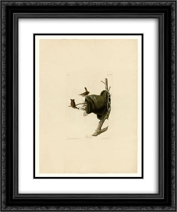 Plate 83 House Wren 20x24 Black Ornate Wood Framed Art Print Poster with Double Matting by Audubon, John James