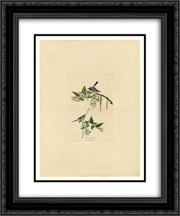 Plate 84 Blue-Grey Fly-catcher 20x24 Black Ornate Wood Framed Art Print Poster with Double Matting by Audubon, John James