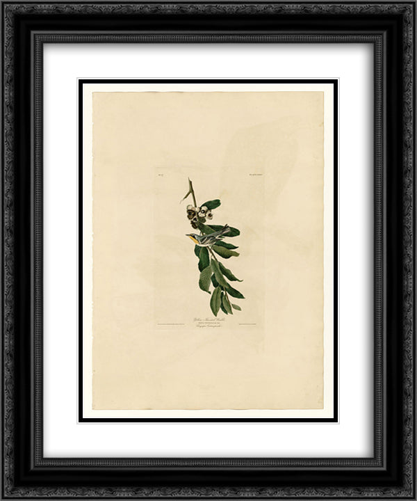 Plate 85 Yellow Throated Warbler 20x24 Black Ornate Wood Framed Art Print Poster with Double Matting by Audubon, John James